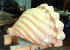 Shell base.jpg (35792 bytes)