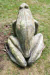 Frog_back_2003.jpg (87630 bytes)